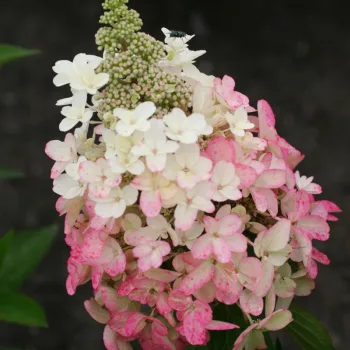 Фото 2