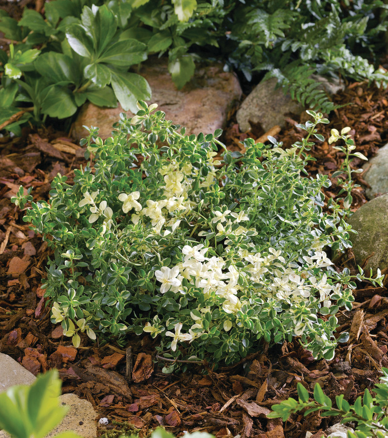 Тим'ян Foxley (Plantpol)
