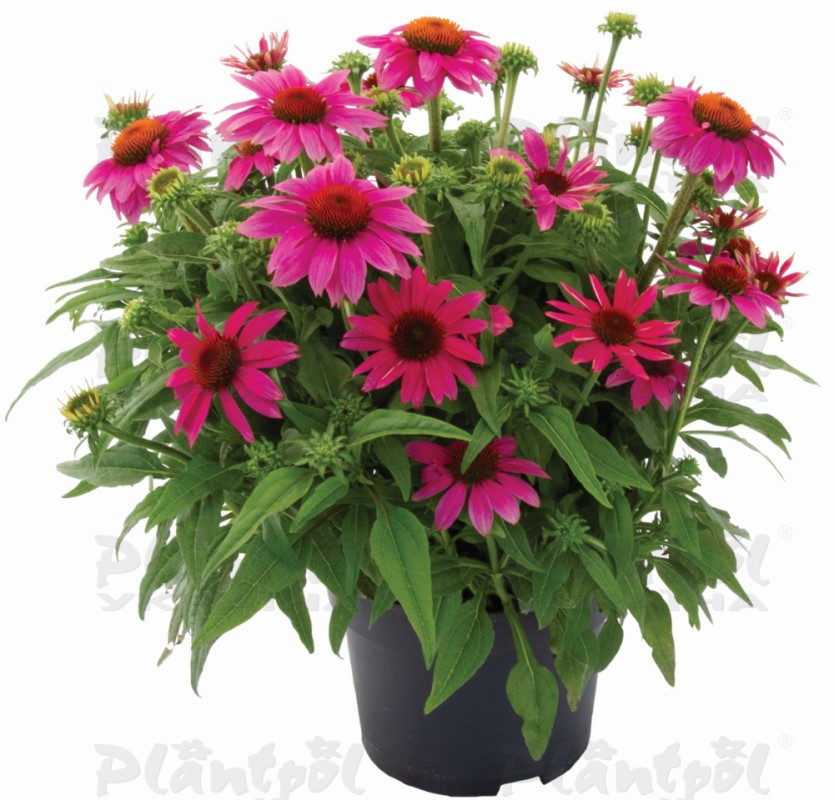 Ехінацея звичайна середня Lakota™ Rose (84 палета/Florensis)