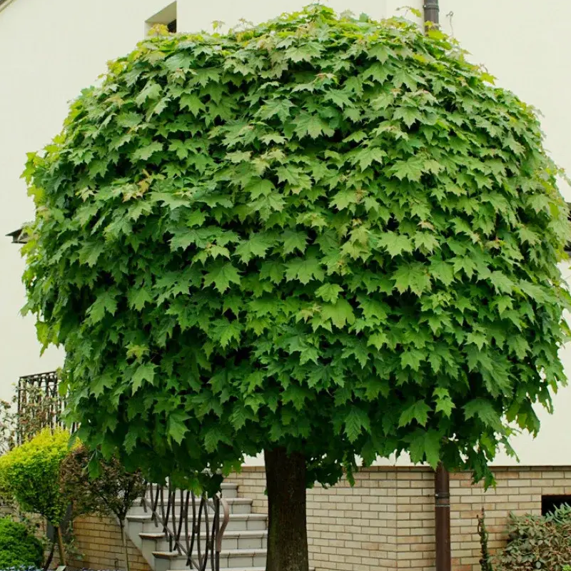 Клен Globosum