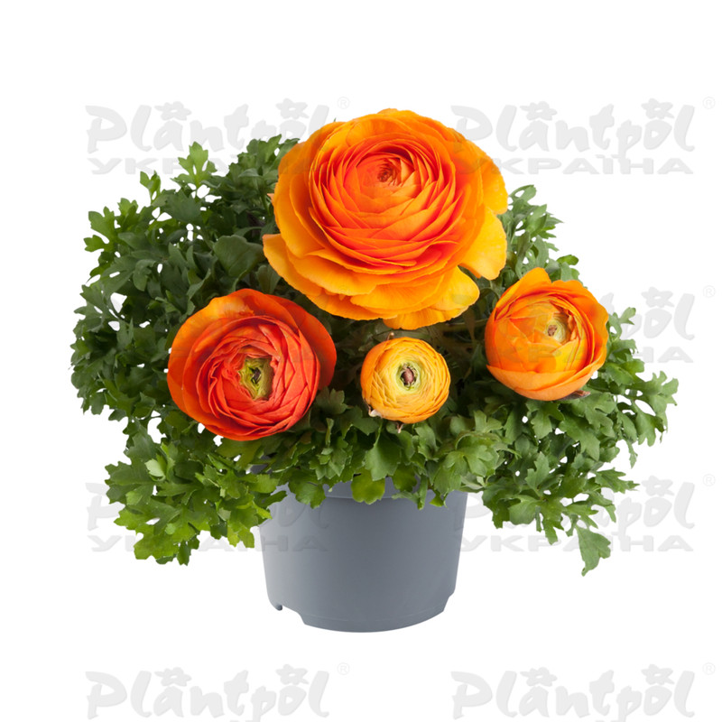 Жовтець Ranunculus Vortex F1 Orange