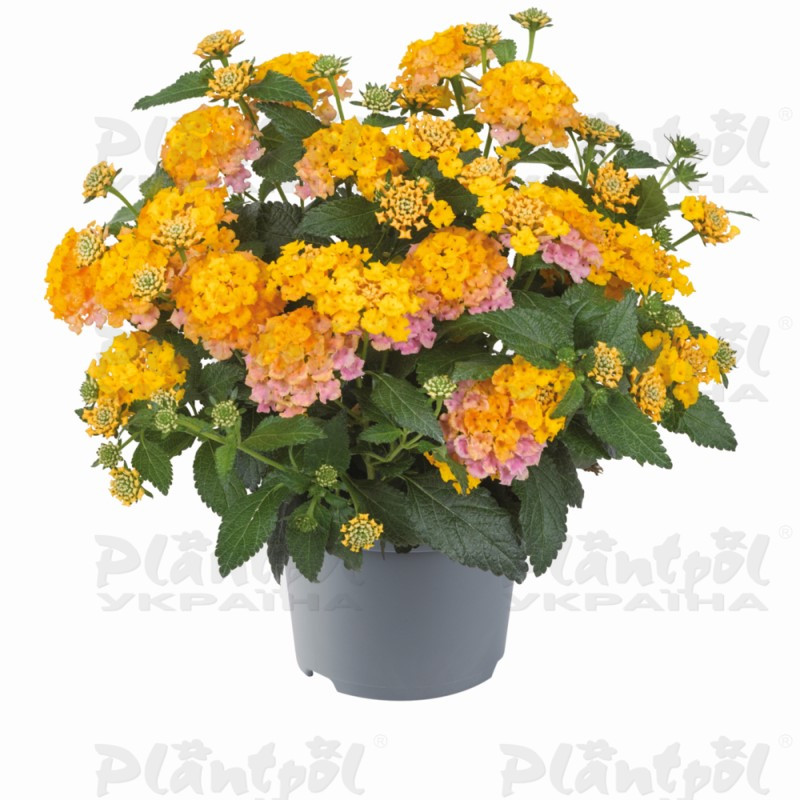 Лантана Shamrock Rose Gold (128 палета/Florensis)