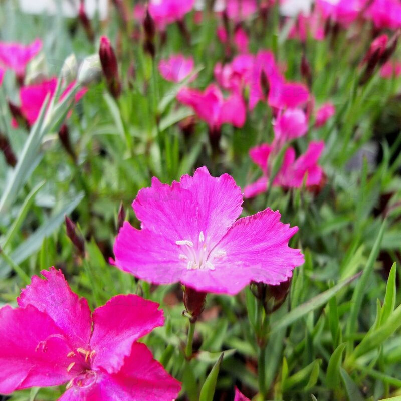 Гвоздика Waikiki Pink (Plantpol)