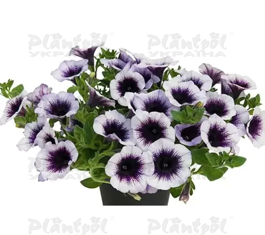 Петунія Supertunia Black Spot