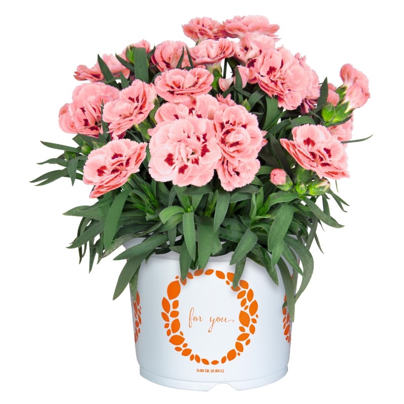Гвоздика Sprint Fancy Salmon (Vitroflora)