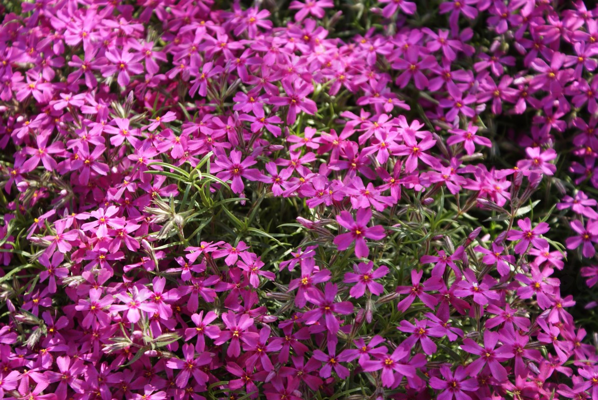 Флокс subulata Atropurpurea (Vitroflora)