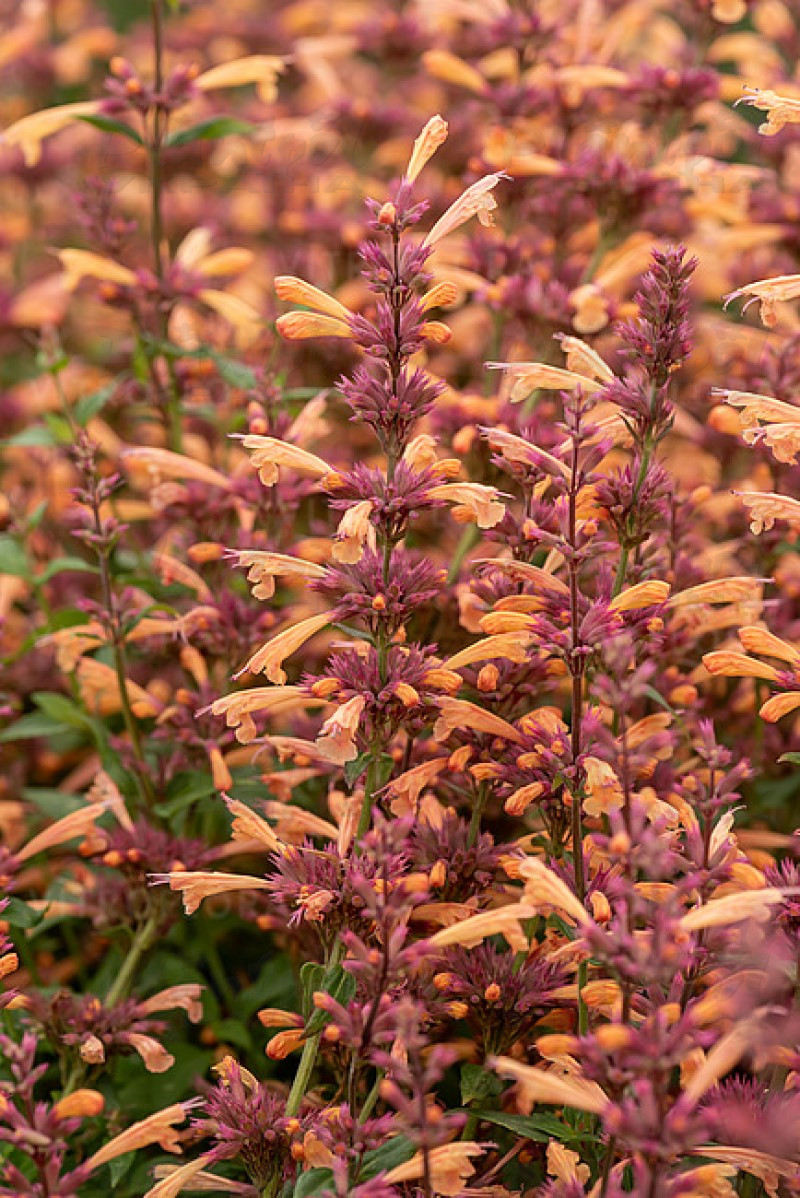 Агастахіс Mango Tango (Vitroflora)