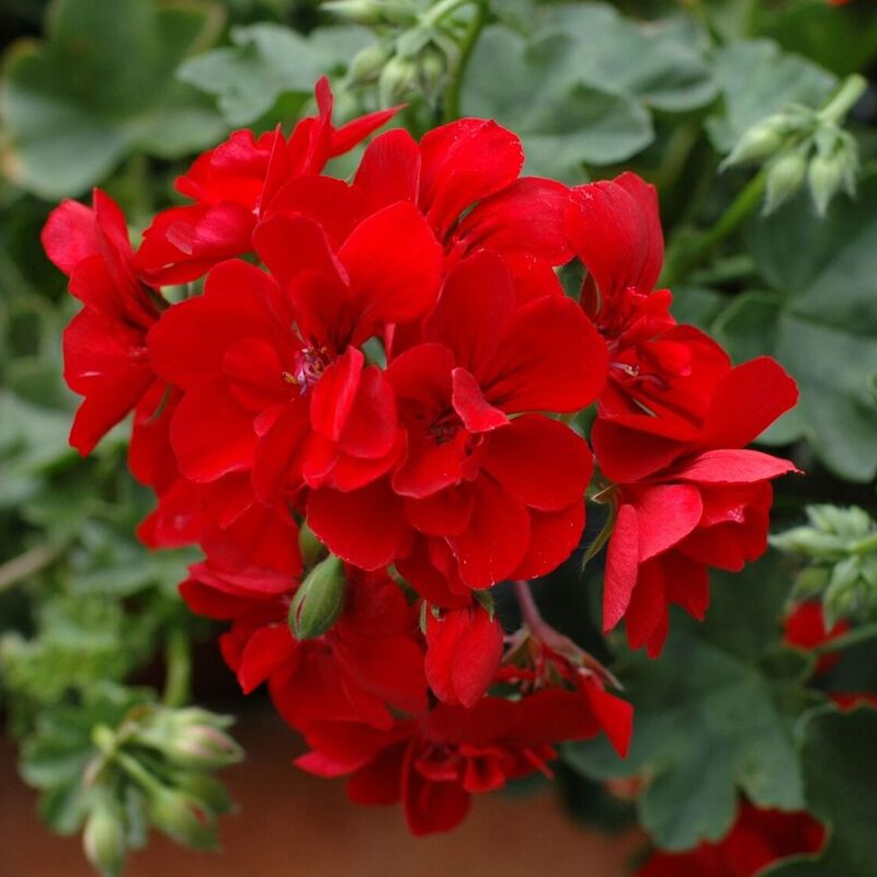 Пеларгонія ампельна Allegria Early Red