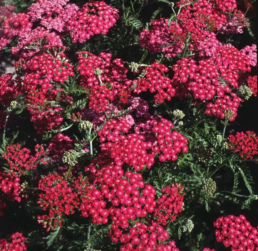 Ахілея Cerise Queen (Florensis)