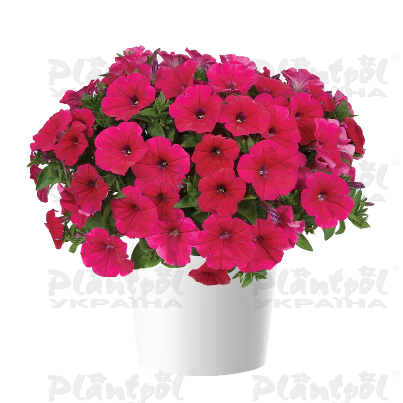 Петунія Cascadias Fuchsia