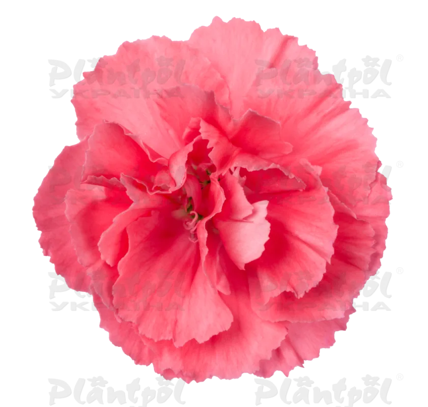 Гвоздика Dinamic Rose
