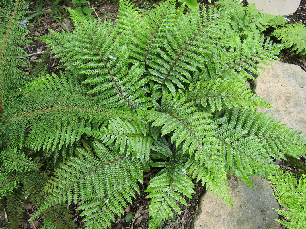 Папороть biaristatum (Vitroflora)