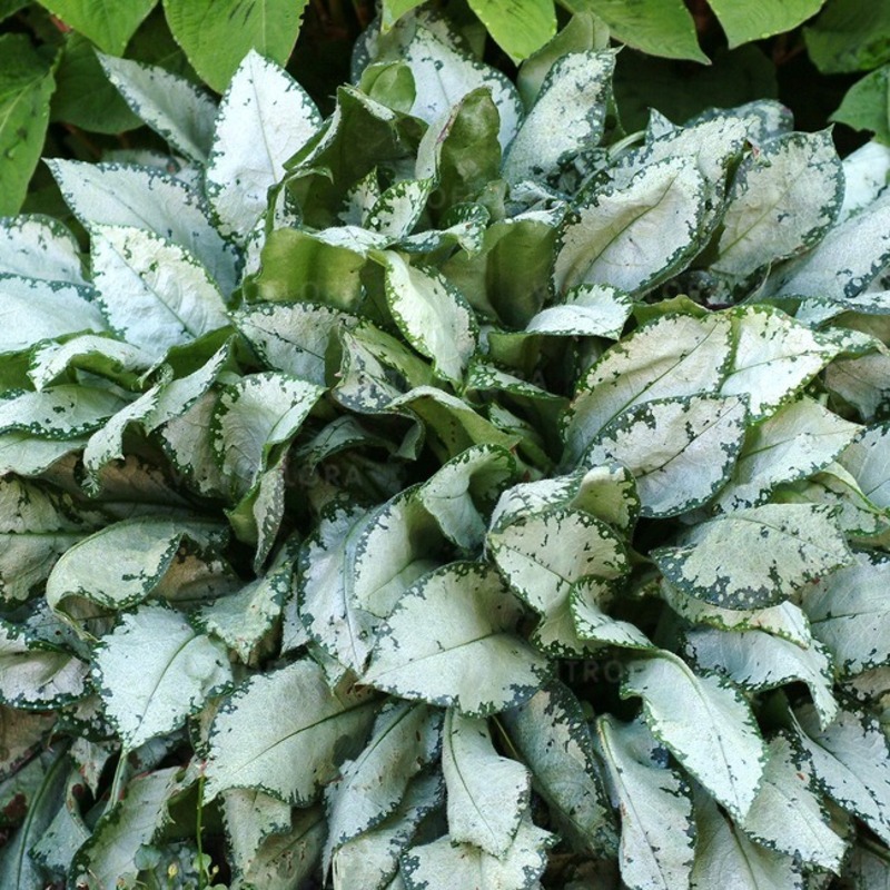Пулмонарія Moonshine (Vitroflora)