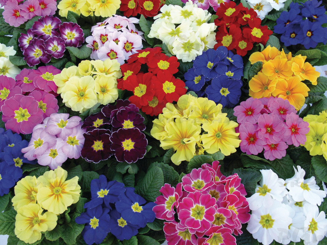 Примула vulgaris Perle d`Alsace Mix