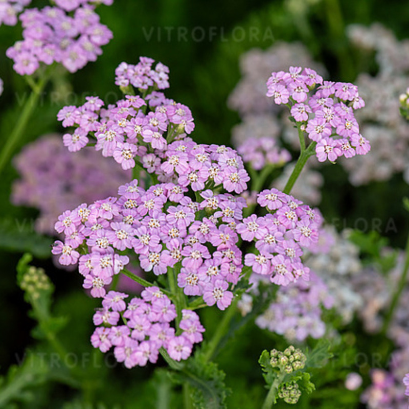 Ахілея Lilac Beauty