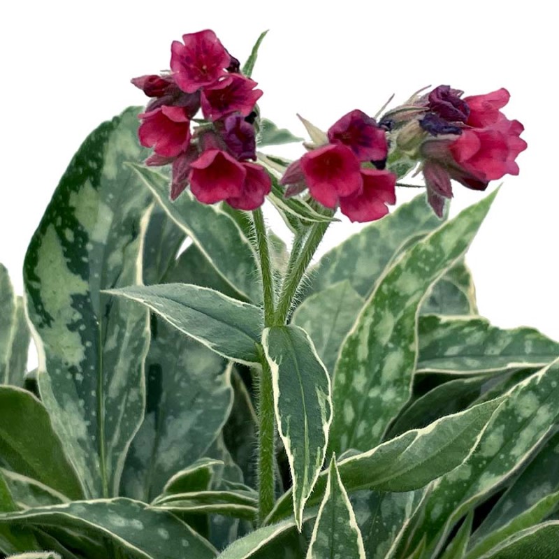 Пулмонарія Raspberry Frost (Plantpol)