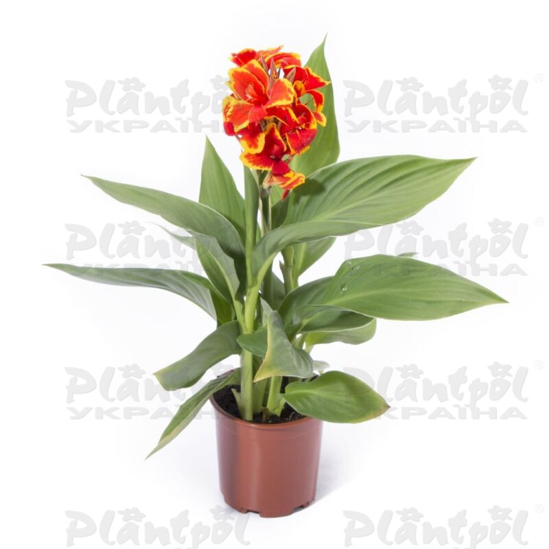 Канна Cannova Red Golden Flame