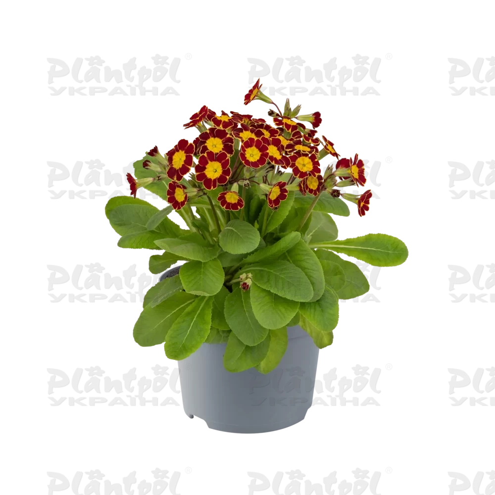 Примула veris Little Queen Victoriana Red (288 палета/Florensis)
