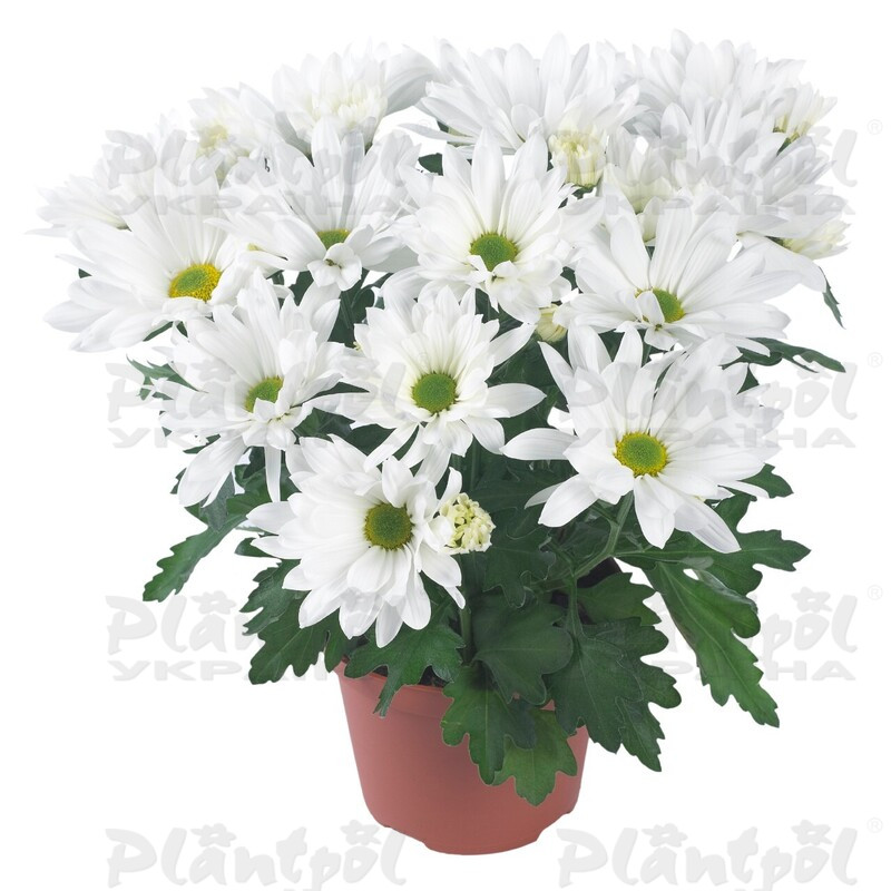 Хризантема середньоквіткова горшкова Breeze Snow (Vitroflora)