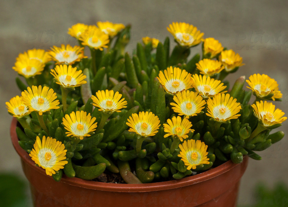 Делосперма Jewel of Desert Peridott (Vitroflora)