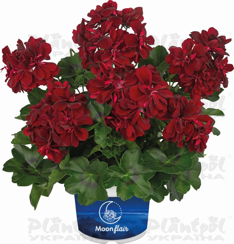 Пеларгонія ампельна Moonflair Burgundy