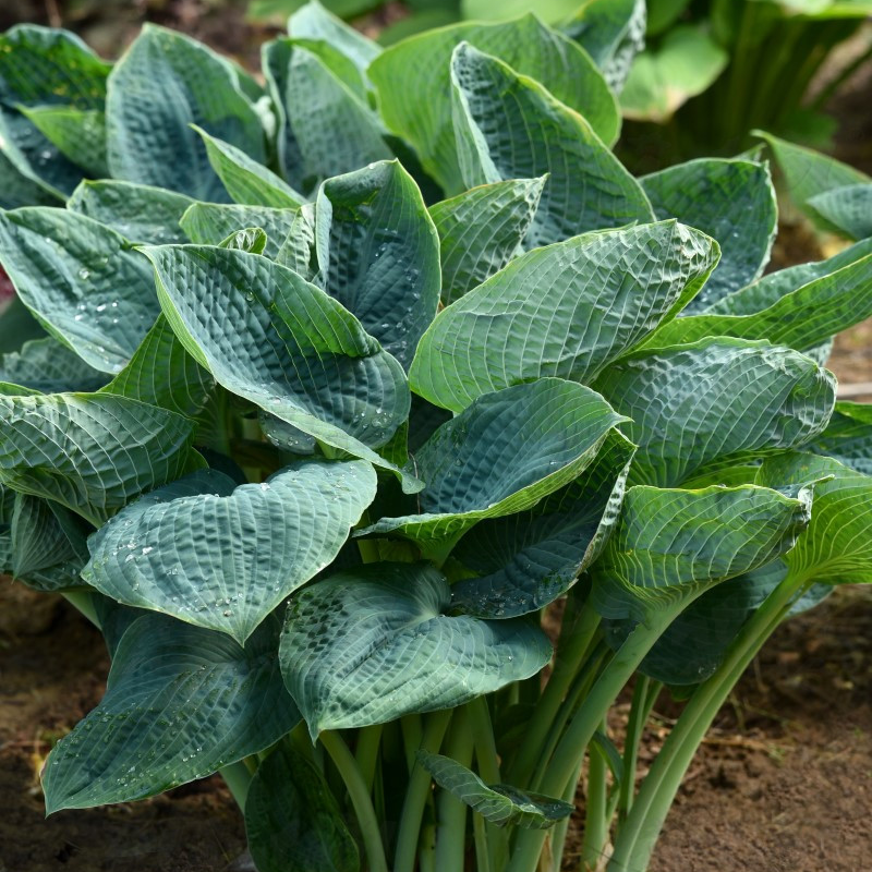 Хоста високоросла Big Daddy (Vitroflora)