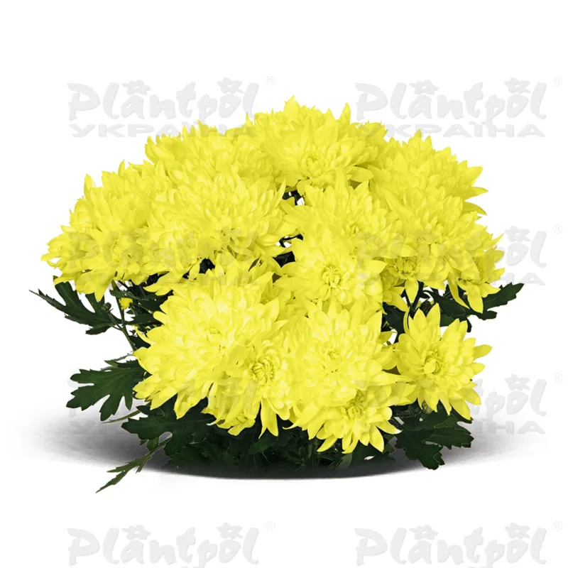 Хризантема середньоквіткова горшкова Mount Corbet Yellow
