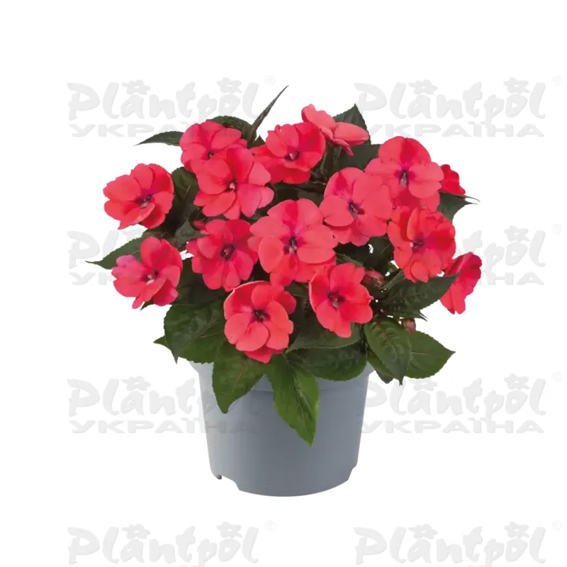 Імпатієнс Sunpatiens Compact Deep Rose