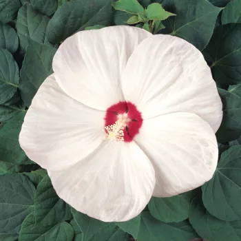 ГІБІСКУС/ HIBISCUS