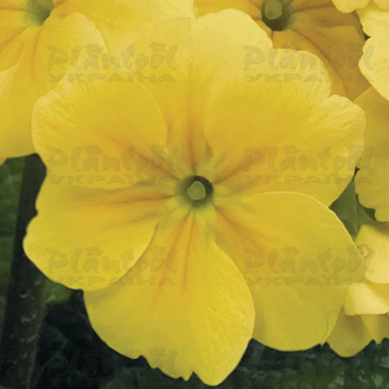 Фото 3
