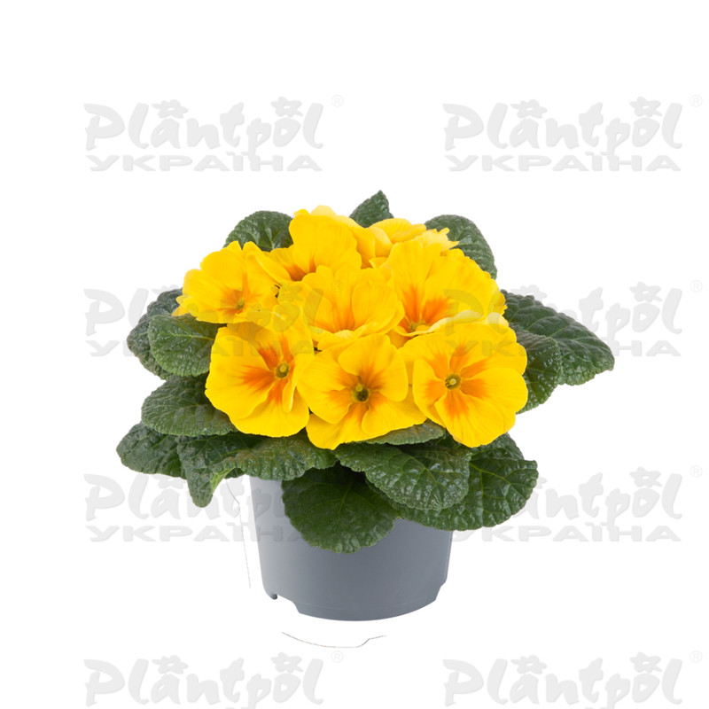 Примула vulgaris Salome® F1 Golden Yellow