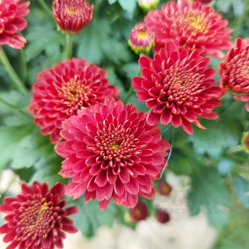 Фото 6
