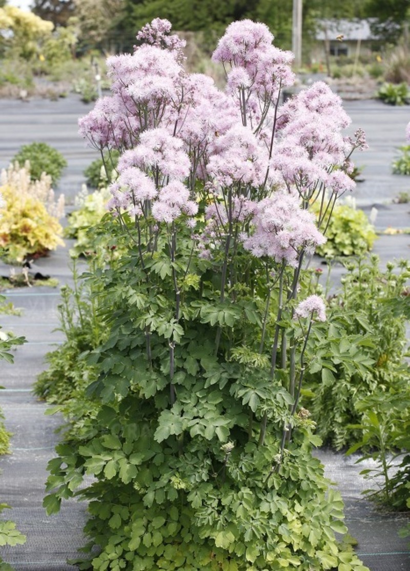 Таліктрум Nimbus Pink (Vitroflora)