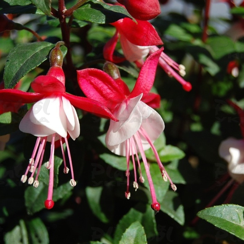 Фуксія Shadow Dancer Anna