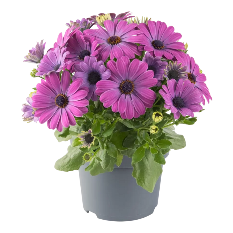 Остеоспермум Dalina Lavender Blue