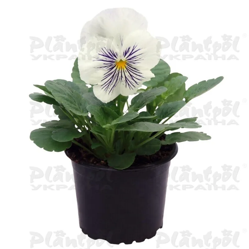 Фото 2