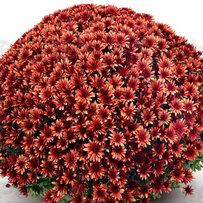 Хризантема дрібноквіткова горшкова Aduro Orange