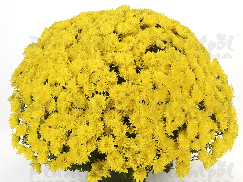 Хризантема дрібноквіткова горшкова Avalon Yellow