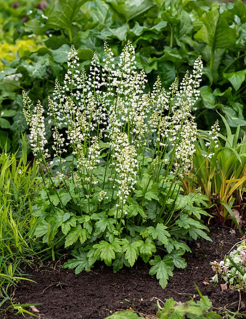 Гейхера Diamond Revolution (Vitroflora)