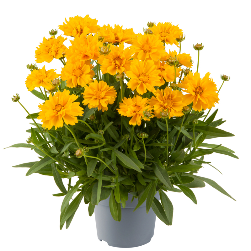 Кореопсис Presto® Yellow Double (288 палета/Florensis)