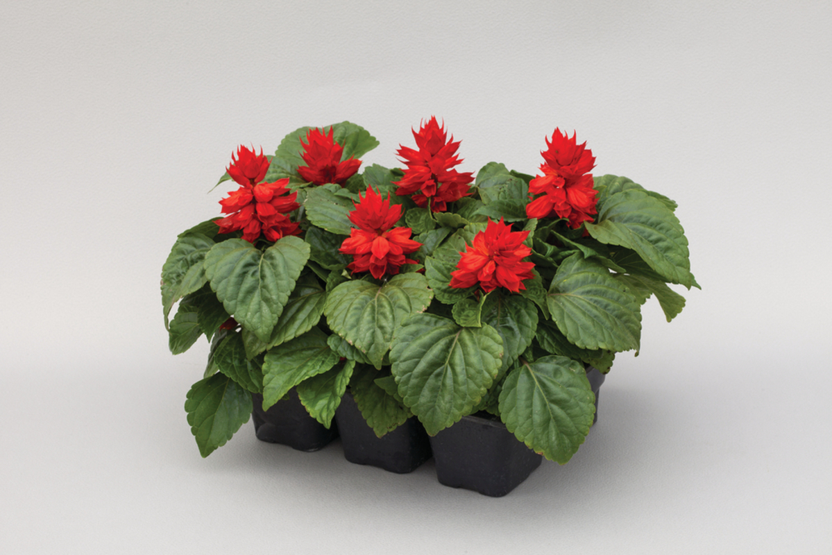 Сальвія splendens Turbo Red (510 палета/Florensis)