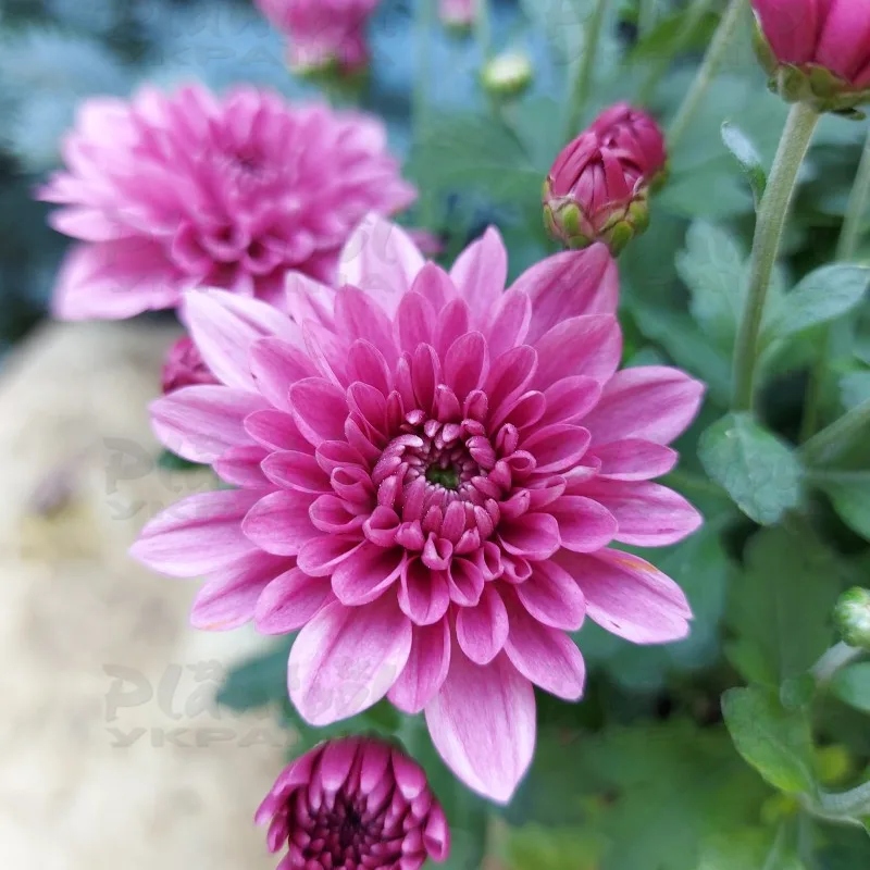 Фото 6