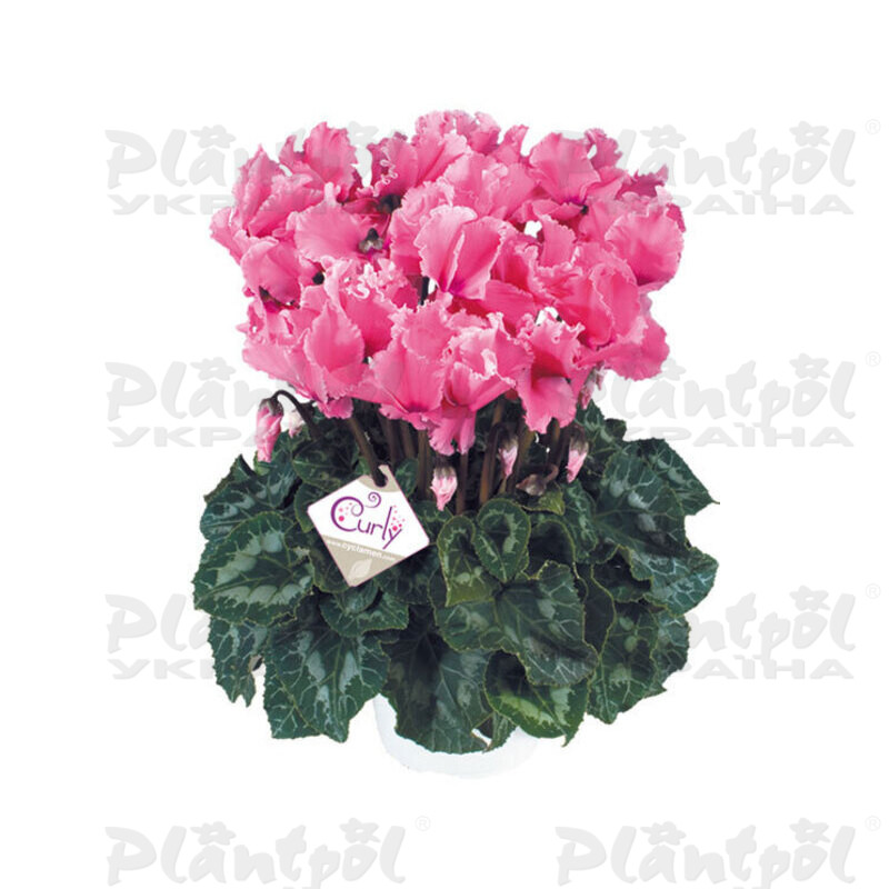 Цикламен Halios Curly Fuchsia (Rose)