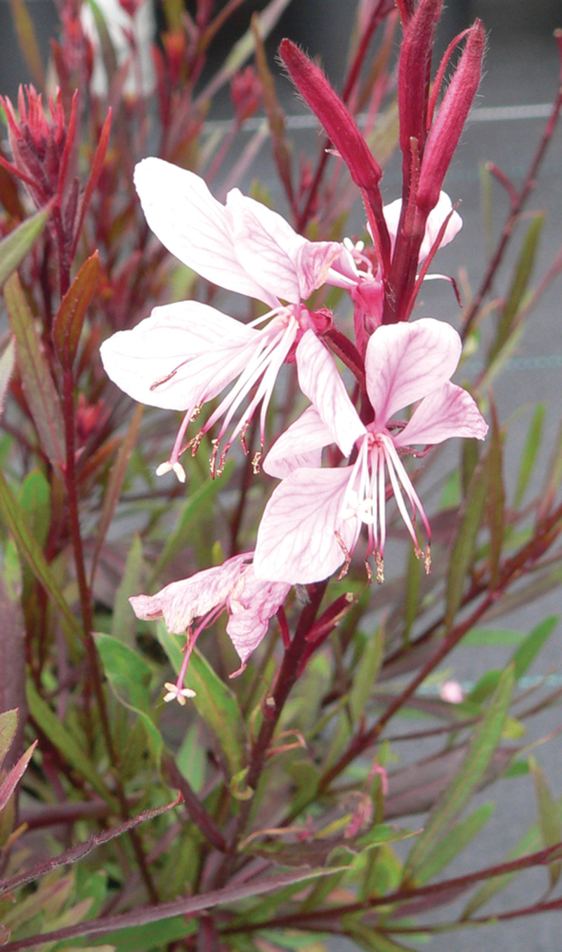 Гаура Siskiyou Pink (180 палета/Florensis)