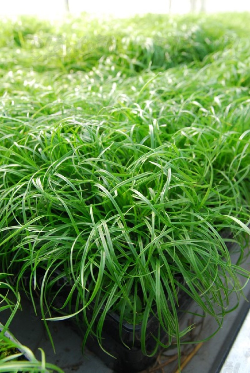 Карекс caryophyllea The Beatles (Vitroflora)