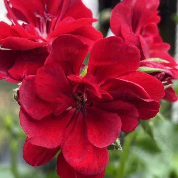 Фото 2