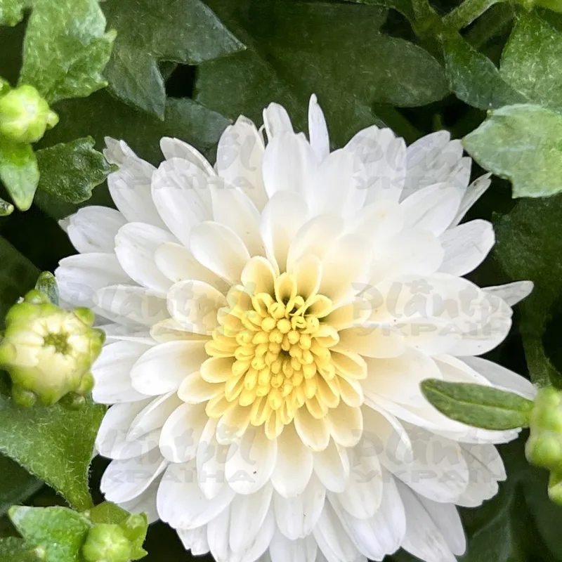 Фото 4
