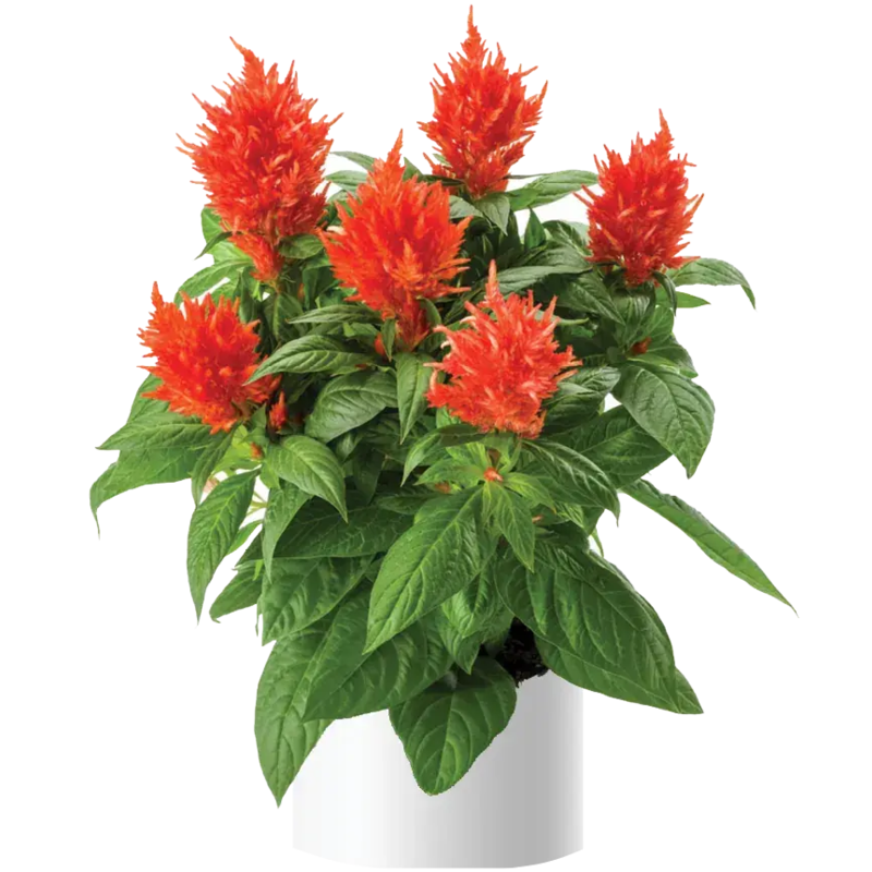 Целозія Kelos Fire Orange