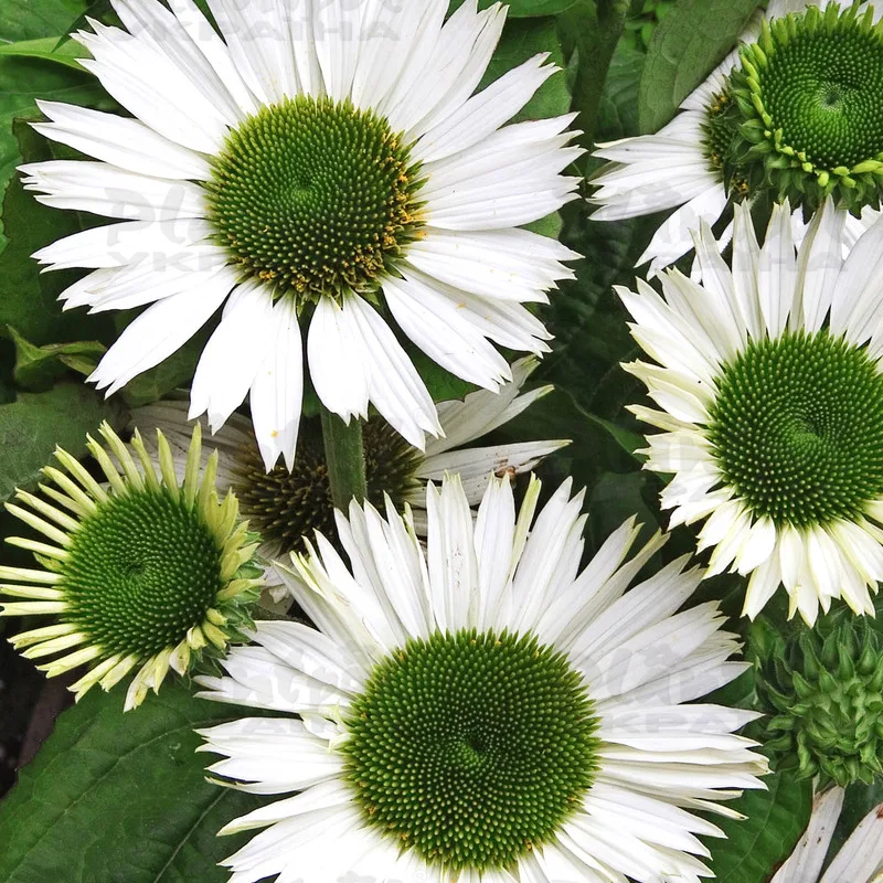 Фото 2