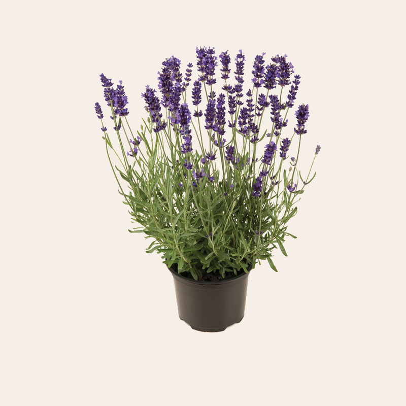 Лаванда angustifolia Hidcote (180 палета/Florensis)
